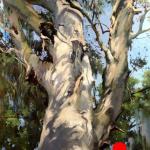 Rainbow Eucalyptus 30 x 24